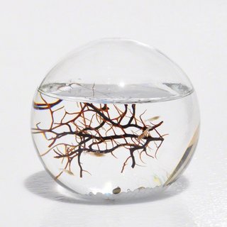 Ecosphere 闭合水世界生态球