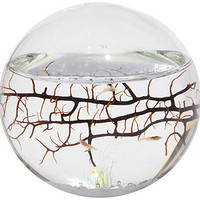 Ecosphere 闭合水世界生态球