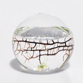 Ecosphere 闭合水世界生态球