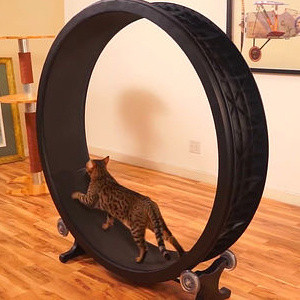 ONE FAST CAT Cat Exercise Wheel 喵星人运动圈