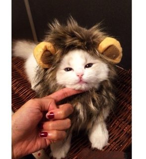 Dogloveit Pet Costume Lion Mane Wig 宠物万圣节 狮子头套