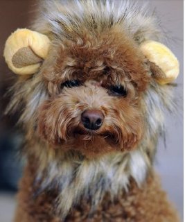 Dogloveit Pet Costume Lion Mane Wig 宠物万圣节 狮子头套