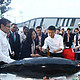 天猫双11预售：OCEAN FAMILY 大洋世家 日本长崎冰鲜整条蓝鳍金枪鱼60-80公斤 须提前预订