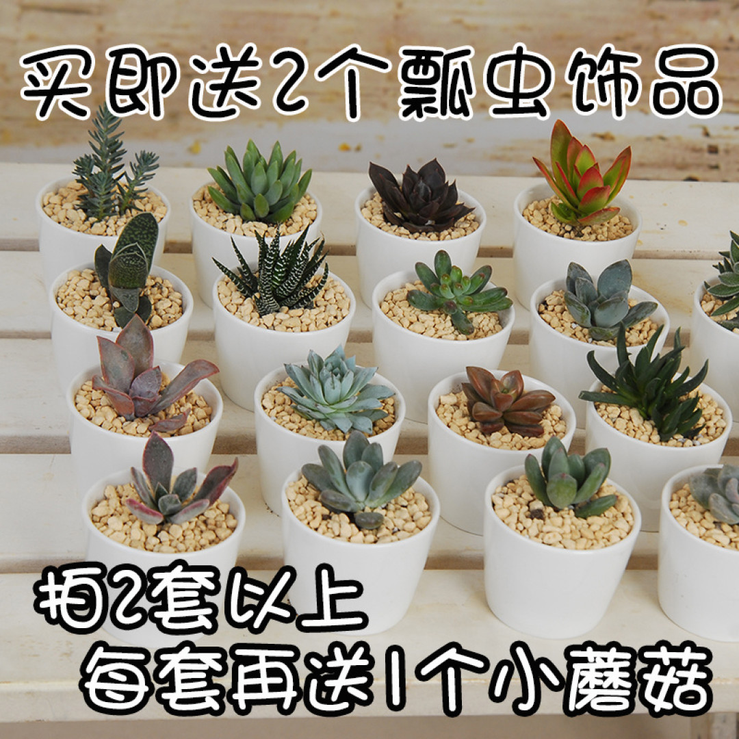 #热征#植物园#我种了一棵好大的黑王子!超简单的十余种阳台种花心得分享