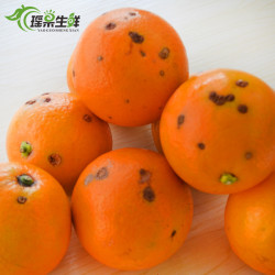  瑶寨 特产高山脐橙新鲜水果甜橙子10斤装 皮薄汁多包邮