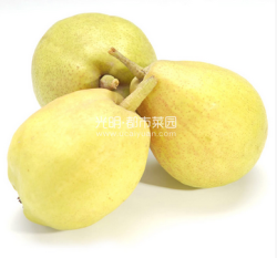 新疆库尔勒香梨 2kg