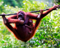自由行:香港-沙巴 5天4晚自由行（往返含税机票+4星酒店4晚含早+接送机+20kg行李额）