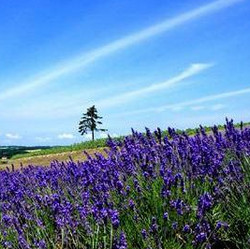 杭州-北海道函馆 4天往返含税机票 东航直飞