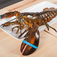 Zhangzi island 獐子岛 波士顿龙虾 700g