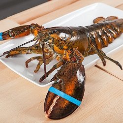 Zhangzi island 獐子岛 波士顿龙虾 700g