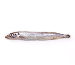 OCEAN FAMILY 大洋世家 多春鱼 1000g