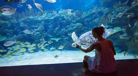 自由行:沈阳-新加坡 5天4夜自由行(往返含税机