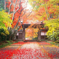 上海出发 东京+北海道8日往返含税机票 含中秋