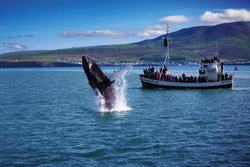 冰岛雷克雅未克观鲸之旅（3小时游船+讲解）