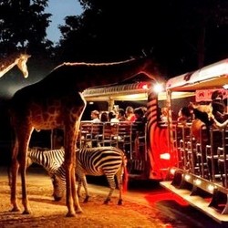 泰国清迈夜间动物园 成人门票(含游览车)