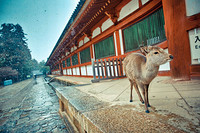 自由行：上海直飞东京/香川+大阪7日往返含税机票加酒店 两件立减400元