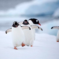 春节班期:南极半岛+智利深度自然探索19日小团游
