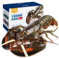 大渔场 波士顿龙虾 保活 6Kg/只