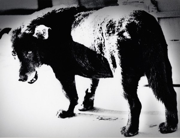 森山大道经典作品:犬的记忆.