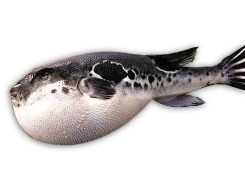 双11预售: 天正河豚 红鳍东方鲀 500g-700g