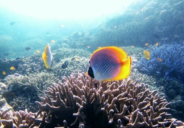 自由行:广州-菲律宾杜马盖地 5天4晚 含税机票