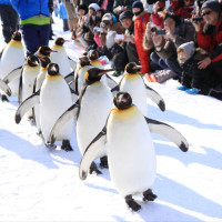 玩雪亲子游：北京-北海道札幌+旭川 6天5晚自由行（往返含税机票+全程四星酒店+WiFi）