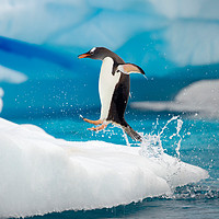 南极游再降价：12月25号 布朗休斯号 北京-南极+阿根廷 17天13晚奢华南极轻探险邮轮之旅