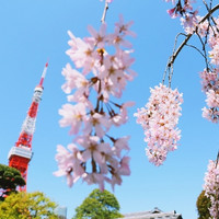 樱花季出行：重庆-东京 6-7日往返含税机票（赠WIFI）