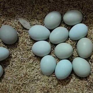 三宝 高邮咸鸭蛋 70g*20只