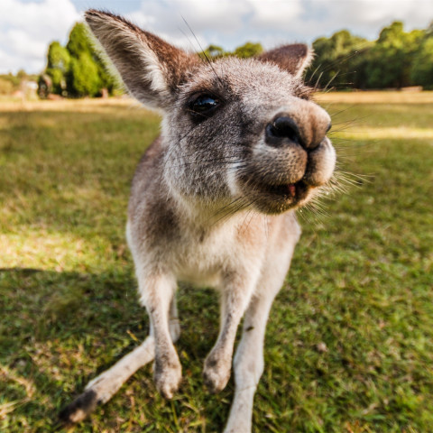 北京领区:澳大利亚个人旅游签证(一年\/三年\/十