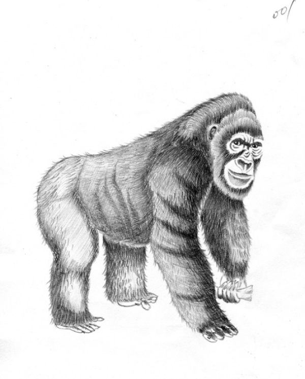 九点夜读动物生活史逝者如渡渡