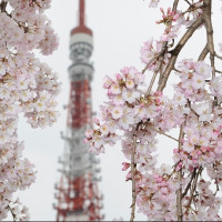 五星全日空：北京直飞日本东京5-7天往返含税机票