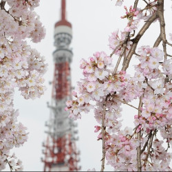 北京直飞日本东京5-7天往返含税机票