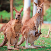 最新全部精选新加坡航空公司中文官网优惠信息