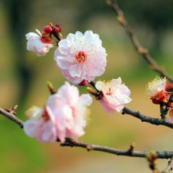 南京紫金山庄1晚含早住宿+梅花节门票2张