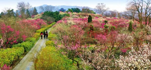 南京紫金山庄1晚含早住宿+梅花节门票2张