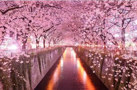 醉美樱花季:全国多地-日本多地 樱花季