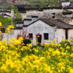 不负春光，又到一年赏花时