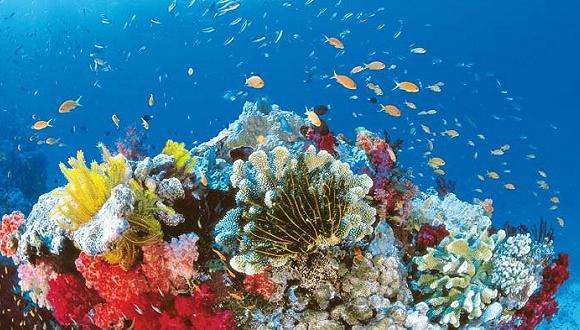 珊瑚花园澳大利亚凯恩斯阿金考特外海大堡礁银梭号一日游