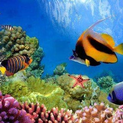 澳大利亚凯恩斯阿金考特外海大堡礁 银梭号 一日游多少钱 什么值得买