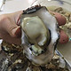 乳山鲜活海蛎子 5斤（单个2-3两 ）