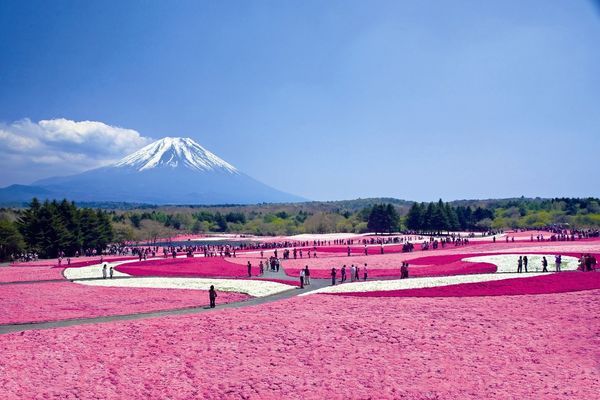 富士山芝樱季:北京-东京+箱根 5日自由行(机票+酒店+富士山一日游+米其林怀石料理)