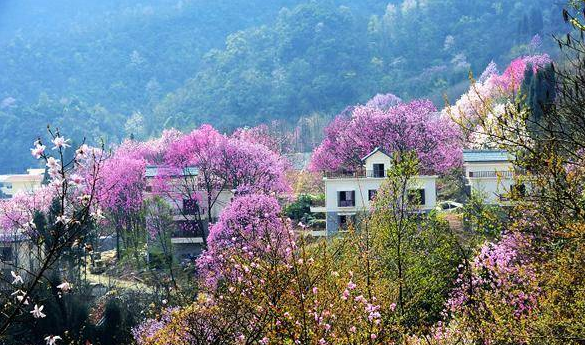 出行指南： 4、5月全国多地赏花攻略   