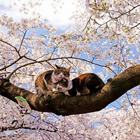 樱花季尾单：上海-东京+大阪 6天往返含税机票