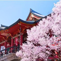 国航直飞 上海-日本东京大阪开口6天往返