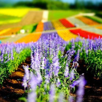 赏花游：上海-北海道 6日5晚跟团游