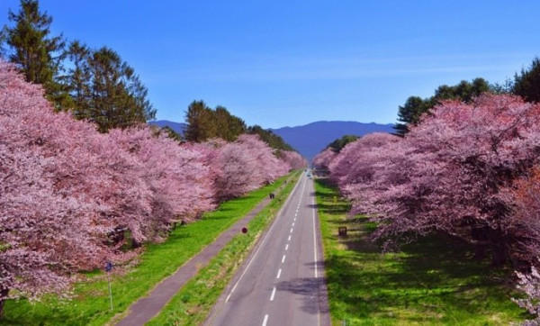 上海-北海道 樱花季/薰衣草季