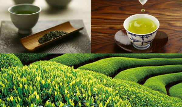 无抹茶,不夏天!新鲜出炉的抹茶美食