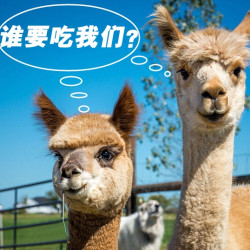 新西兰个人旅游签证