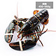 加拿大鲜活龙虾 (450-560g)/只 大龙虾